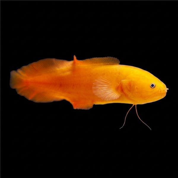 فرشته ماهی کورال بیوتی coral beauty angelfish
