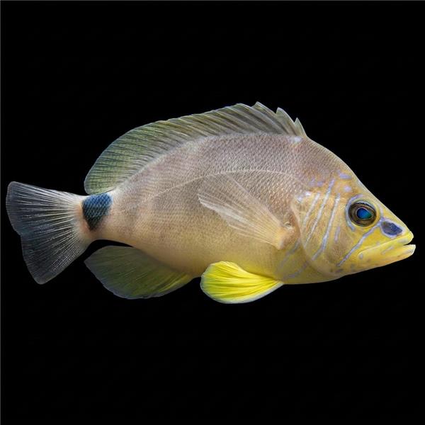 فرشته ماهی کورال بیوتی coral beauty angelfish