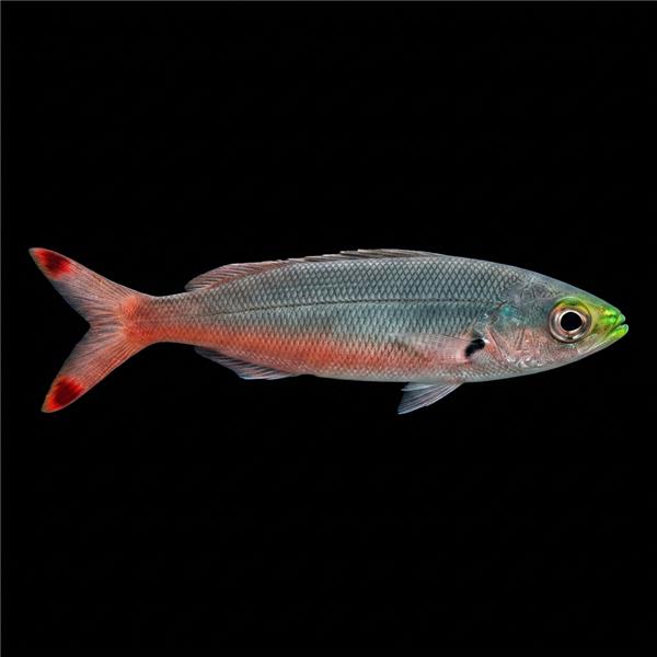 فرشته ماهی کورال بیوتی coral beauty angelfish