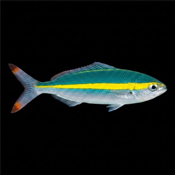 فرشته ماهی کورال بیوتی coral beauty angelfish