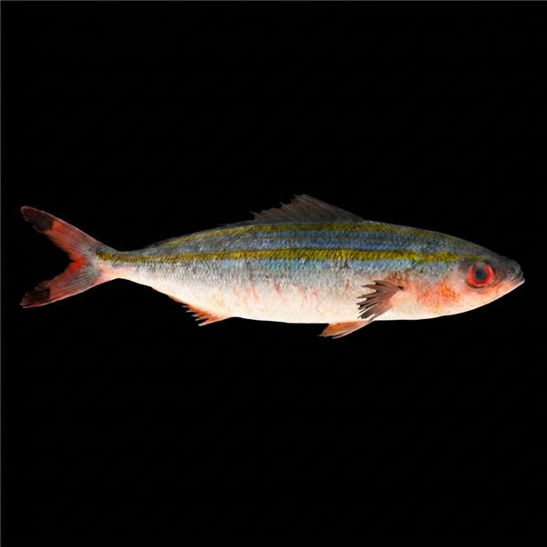 فرشته ماهی کورال بیوتی coral beauty angelfish