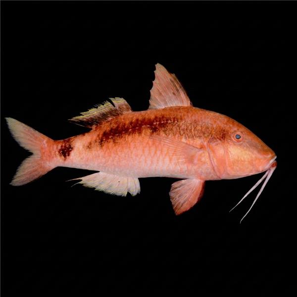 فرشته ماهی کورال بیوتی coral beauty angelfish