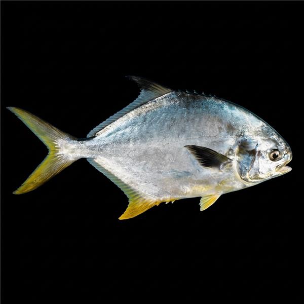 فرشته ماهی کورال بیوتی coral beauty angelfish