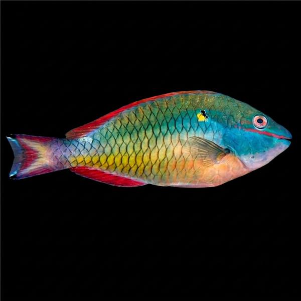 فرشته ماهی کورال بیوتی coral beauty angelfish