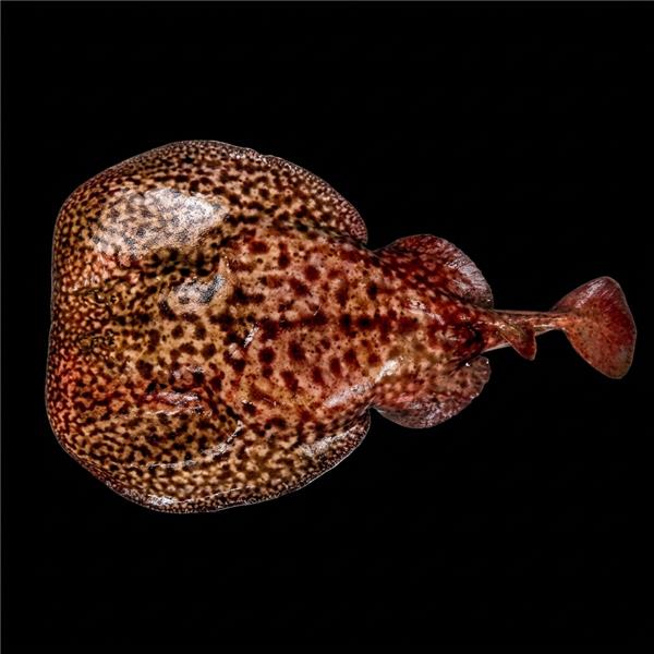 فرشته ماهی کورال بیوتی coral beauty angelfish