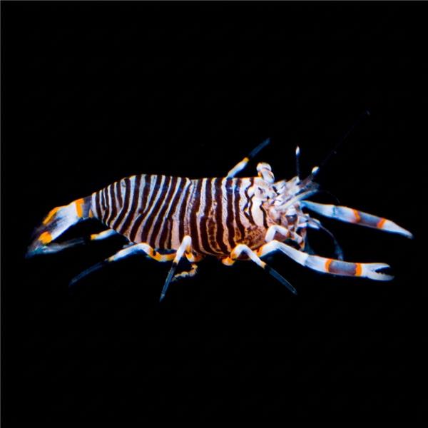 فرشته ماهی کورال بیوتی coral beauty angelfish