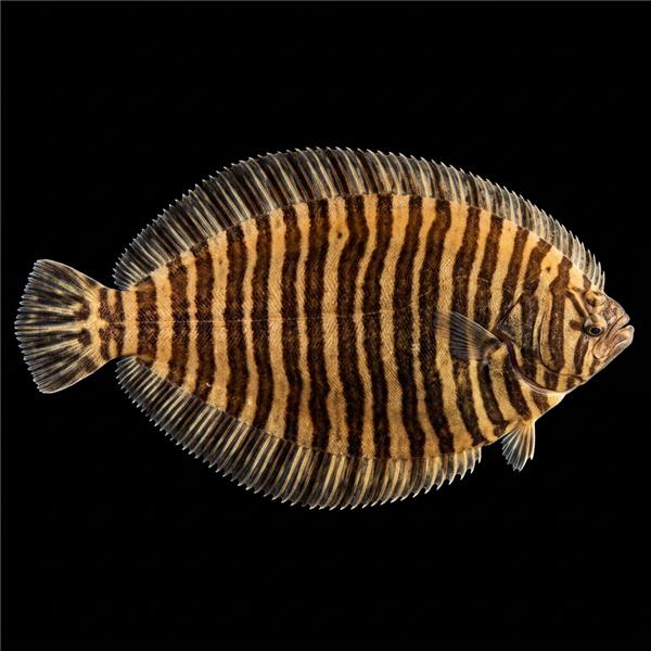 فرشته ماهی کورال بیوتی coral beauty angelfish