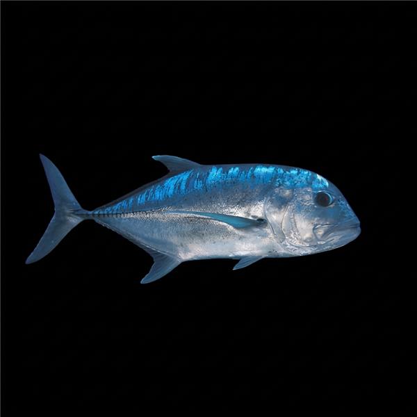 فرشته ماهی کورال بیوتی coral beauty angelfish