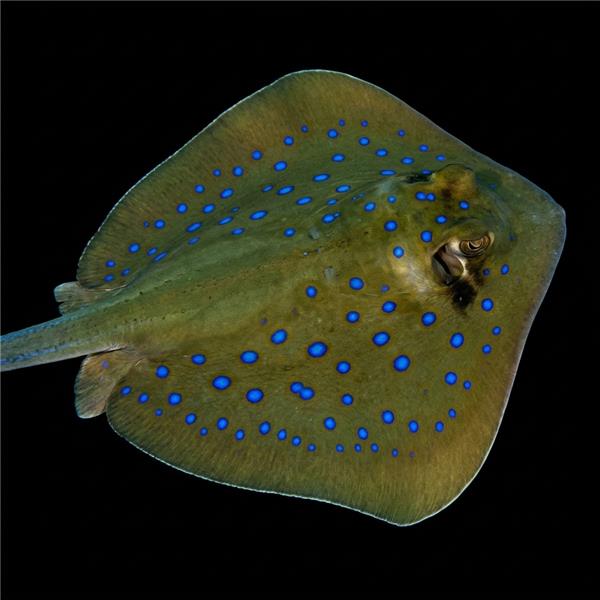 فرشته ماهی کورال بیوتی coral beauty angelfish