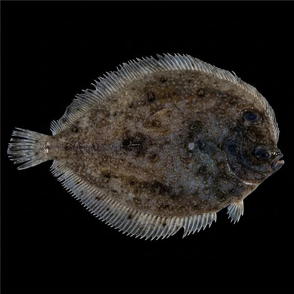 فرشته ماهی کورال بیوتی coral beauty angelfish