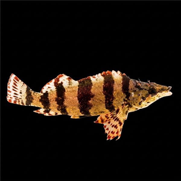فرشته ماهی کورال بیوتی coral beauty angelfish