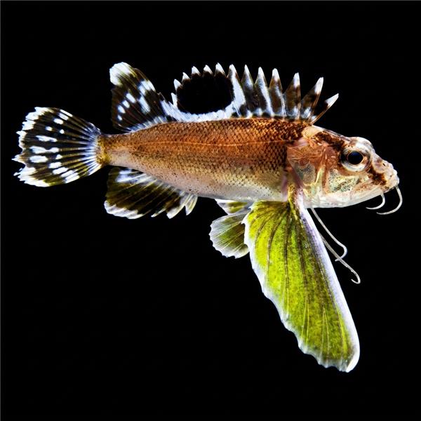 فرشته ماهی کورال بیوتی coral beauty angelfish