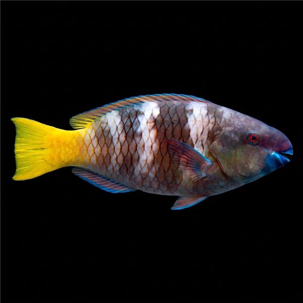 فرشته ماهی کورال بیوتی coral beauty angelfish