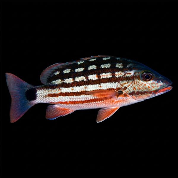 فرشته ماهی کورال بیوتی coral beauty angelfish