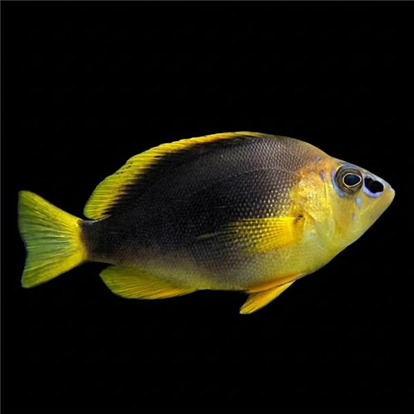 فرشته ماهی کورال بیوتی coral beauty angelfish