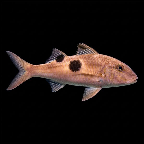 فرشته ماهی کورال بیوتی coral beauty angelfish