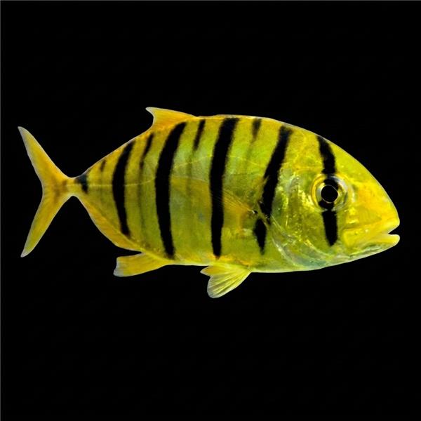 فرشته ماهی کورال بیوتی coral beauty angelfish