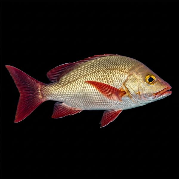 فرشته ماهی کورال بیوتی coral beauty angelfish