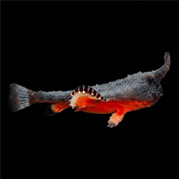 فرشته ماهی کورال بیوتی coral beauty angelfish