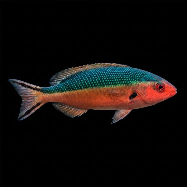 فرشته ماهی کورال بیوتی coral beauty angelfish