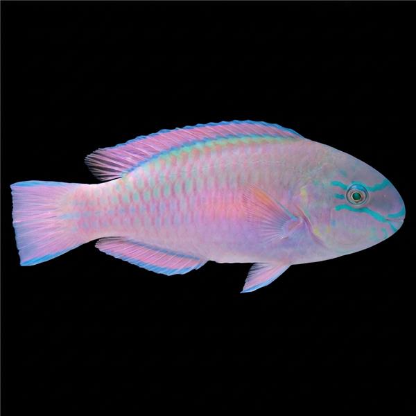 فرشته ماهی کورال بیوتی coral beauty angelfish