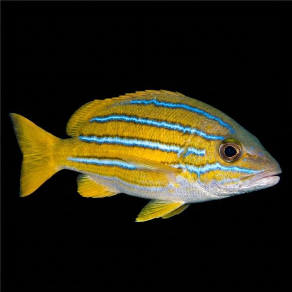 فرشته ماهی کورال بیوتی coral beauty angelfish
