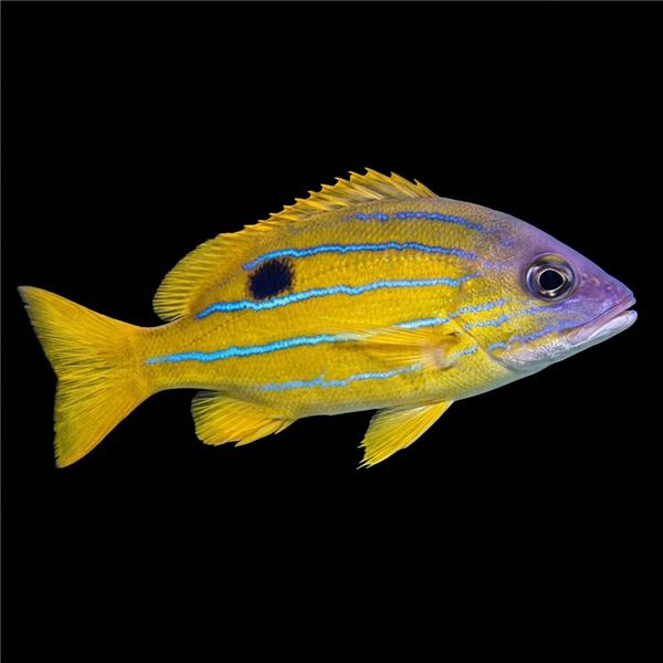 فرشته ماهی کورال بیوتی coral beauty angelfish