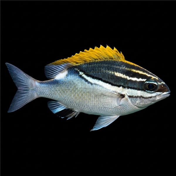 فرشته ماهی کورال بیوتی coral beauty angelfish