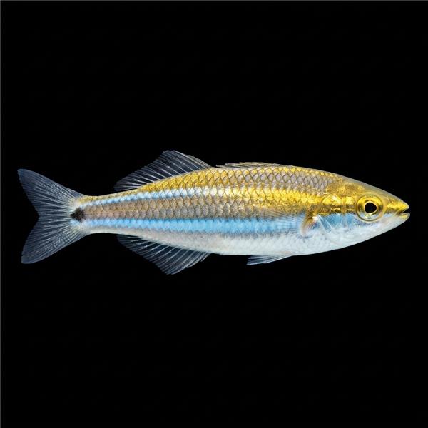 فرشته ماهی کورال بیوتی coral beauty angelfish