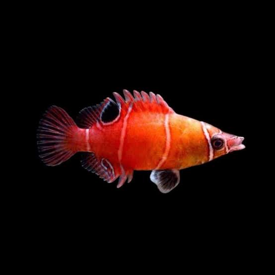 فرشته ماهی کورال بیوتی coral beauty angelfish