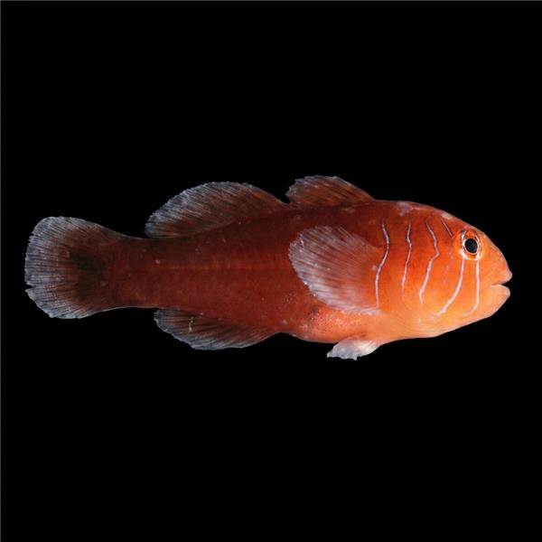 فرشته ماهی کورال بیوتی coral beauty angelfish