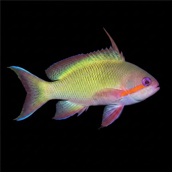 فرشته ماهی کورال بیوتی coral beauty angelfish