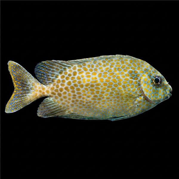 فرشته ماهی کورال بیوتی coral beauty angelfish