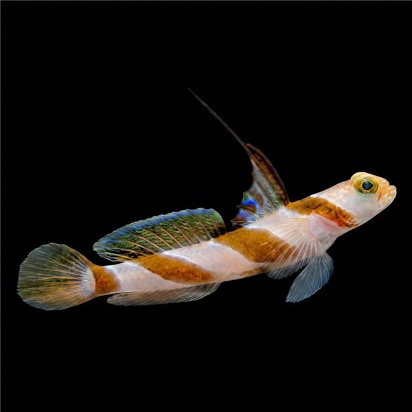 فرشته ماهی کورال بیوتی coral beauty angelfish