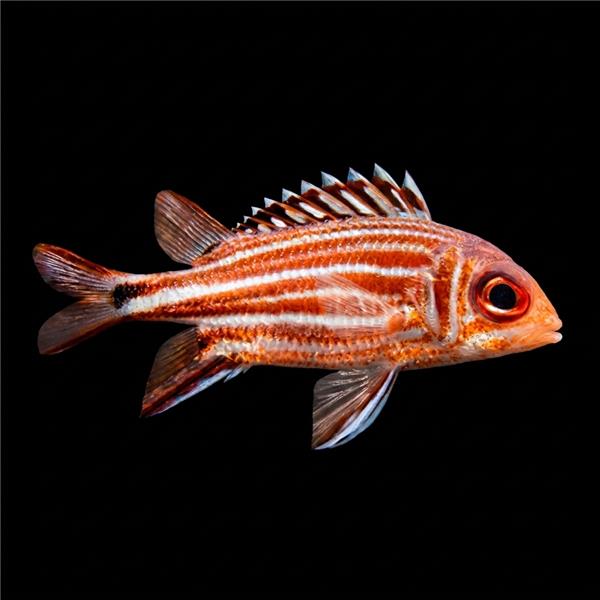فرشته ماهی کورال بیوتی coral beauty angelfish
