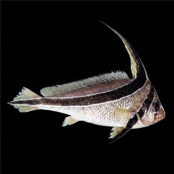 فرشته ماهی کورال بیوتی coral beauty angelfish
