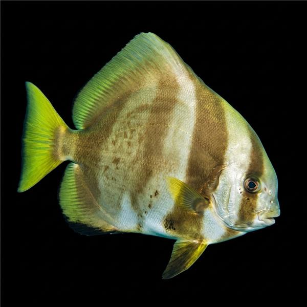 فرشته ماهی کورال بیوتی coral beauty angelfish