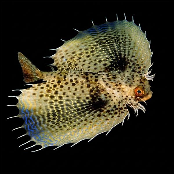 فرشته ماهی کورال بیوتی coral beauty angelfish