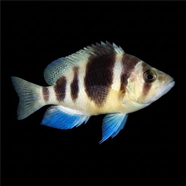 فرشته ماهی کورال بیوتی coral beauty angelfish