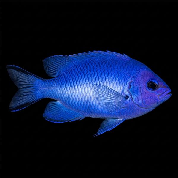 فرشته ماهی کورال بیوتی coral beauty angelfish