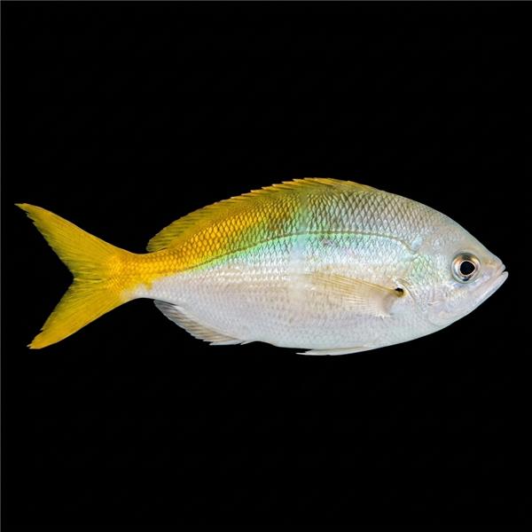 فرشته ماهی کورال بیوتی coral beauty angelfish