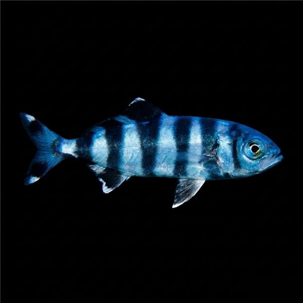 فرشته ماهی کورال بیوتی coral beauty angelfish