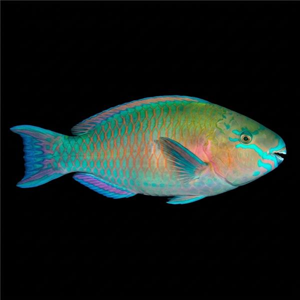 فرشته ماهی کورال بیوتی coral beauty angelfish