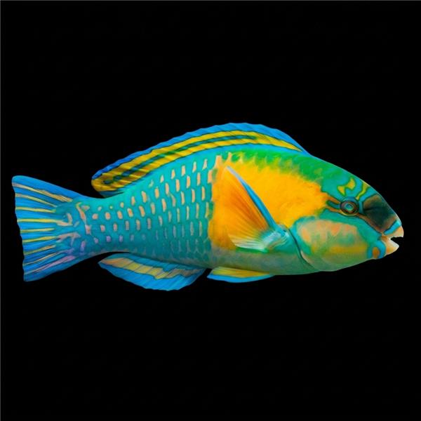 فرشته ماهی کورال بیوتی coral beauty angelfish