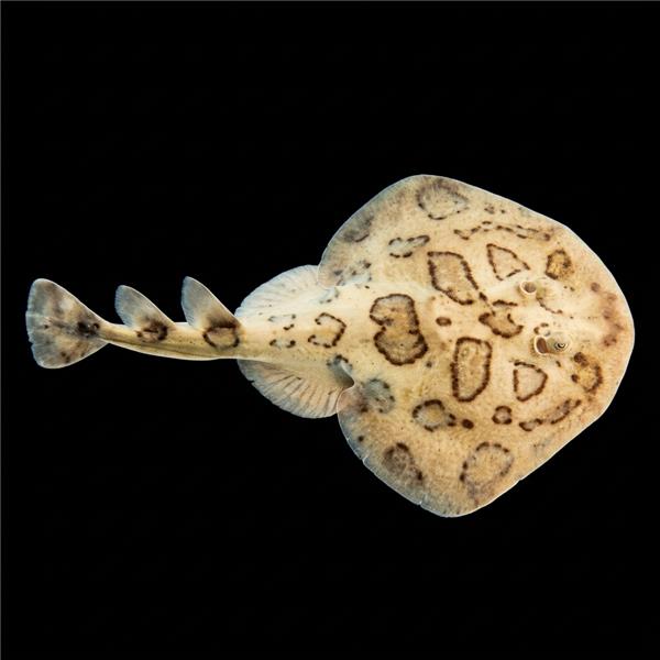 فرشته ماهی کورال بیوتی coral beauty angelfish