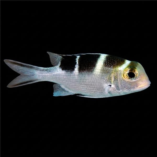 فرشته ماهی کورال بیوتی coral beauty angelfish
