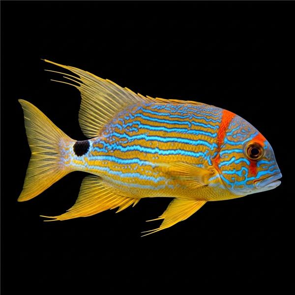 فرشته ماهی کورال بیوتی coral beauty angelfish