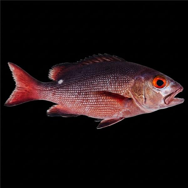 فرشته ماهی کورال بیوتی coral beauty angelfish