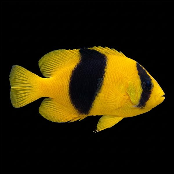 فرشته ماهی کورال بیوتی coral beauty angelfish