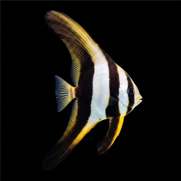 فرشته ماهی کورال بیوتی coral beauty angelfish